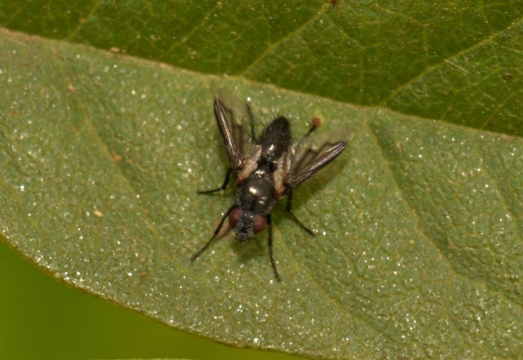 Nyctia halterata (Sarcophagidae)